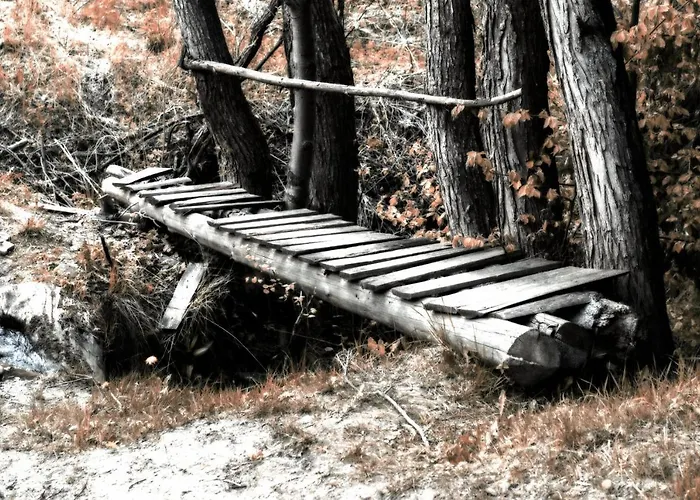 Sol 홈스테이 라이차